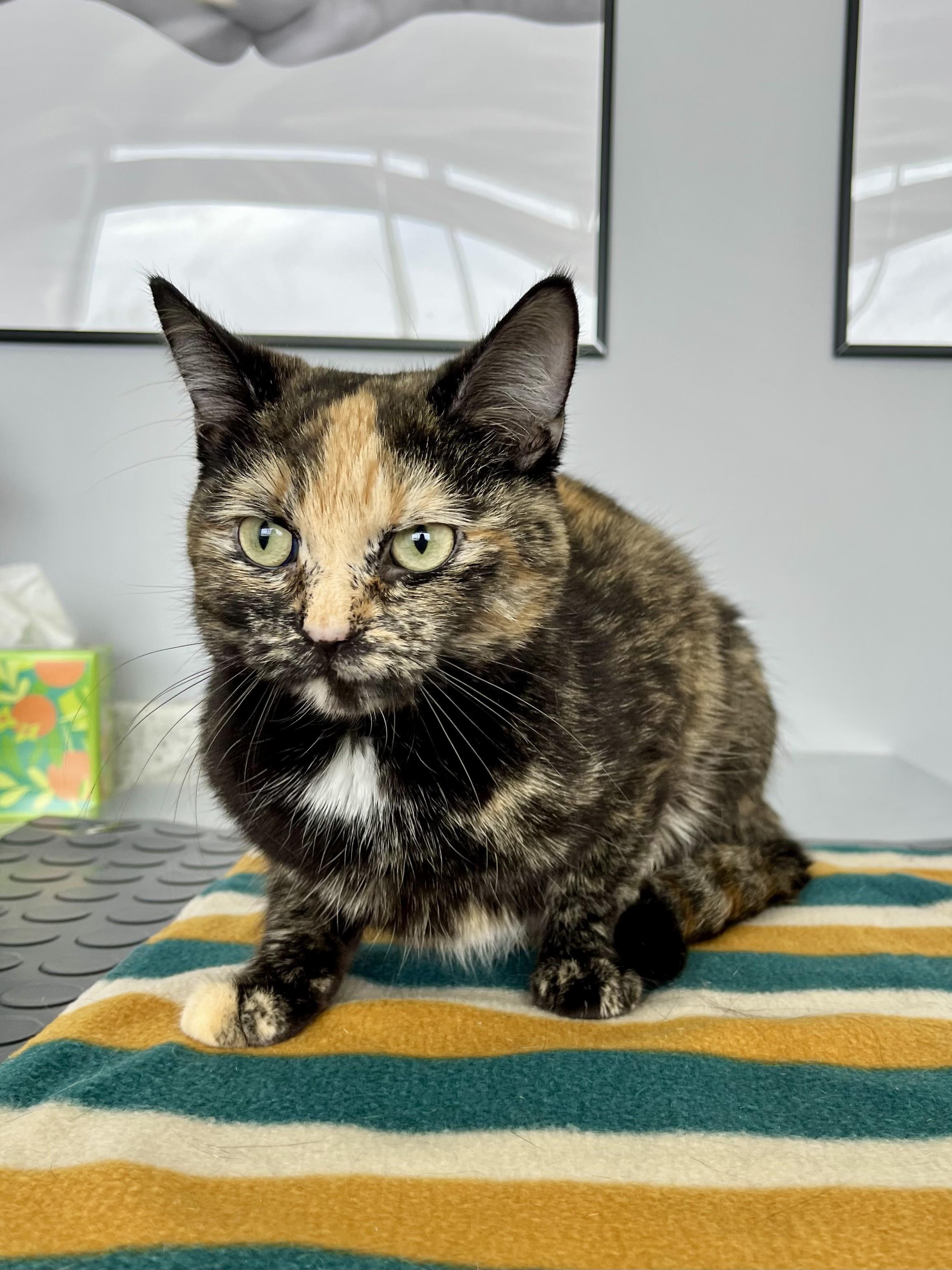 JubJub, ADOPTABLE, Adult Female Domestic Short Hair.