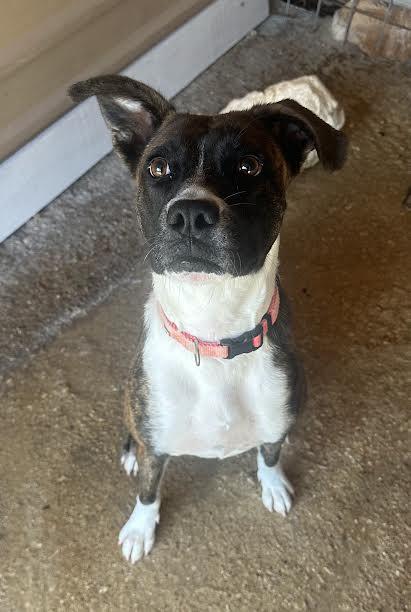 Enlarge June Bug, an adoptable mixed breed in Denison, TX image 1/1