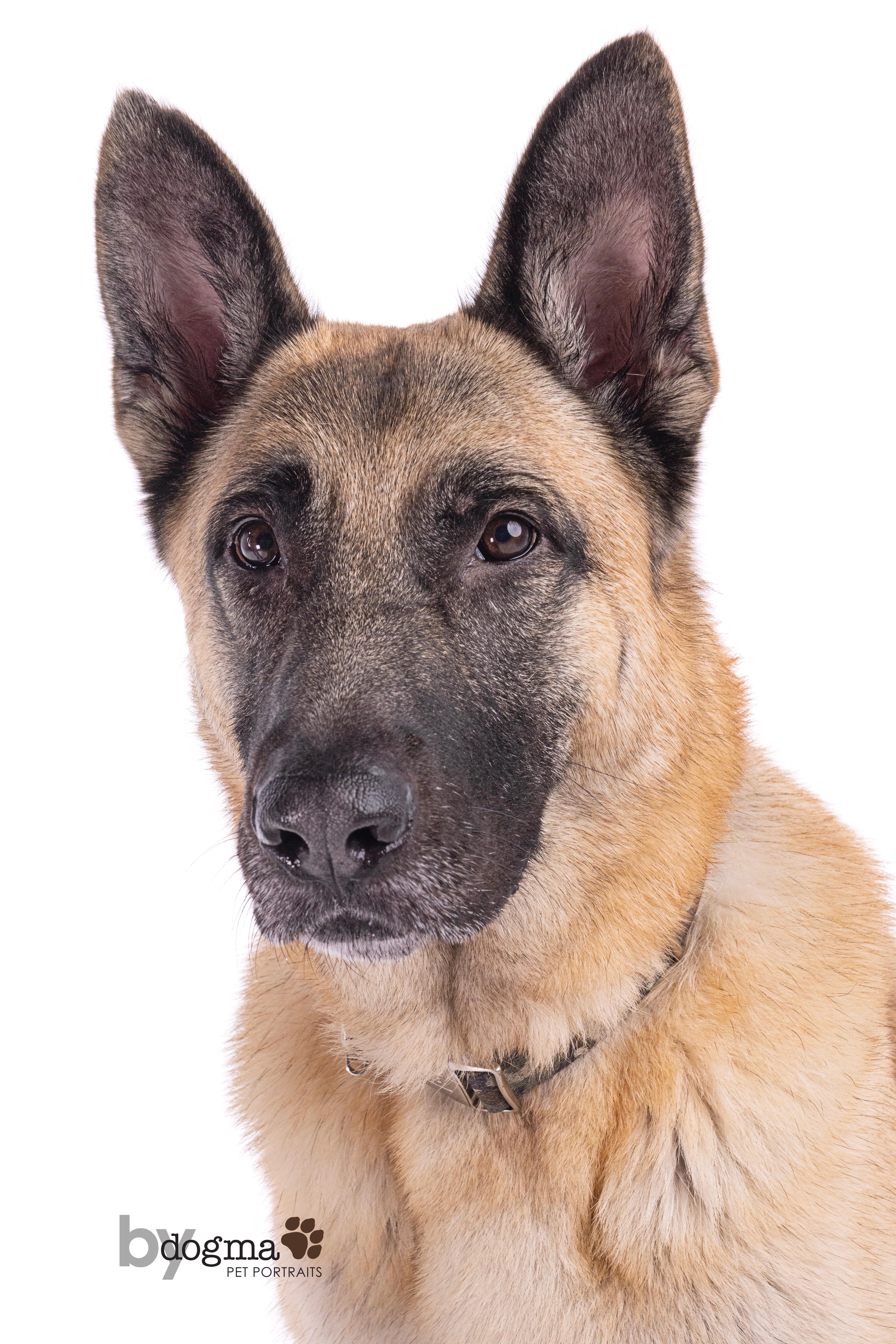Tofu, a Adoptable German Shepherd Dog in Los Angeles , CA image 6/6