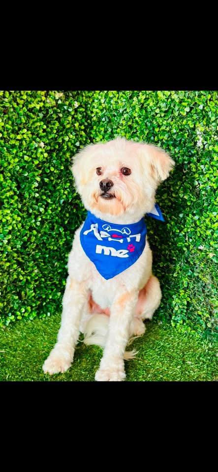 SEBASTIEN, Adoptable, Adult Male Maltese.