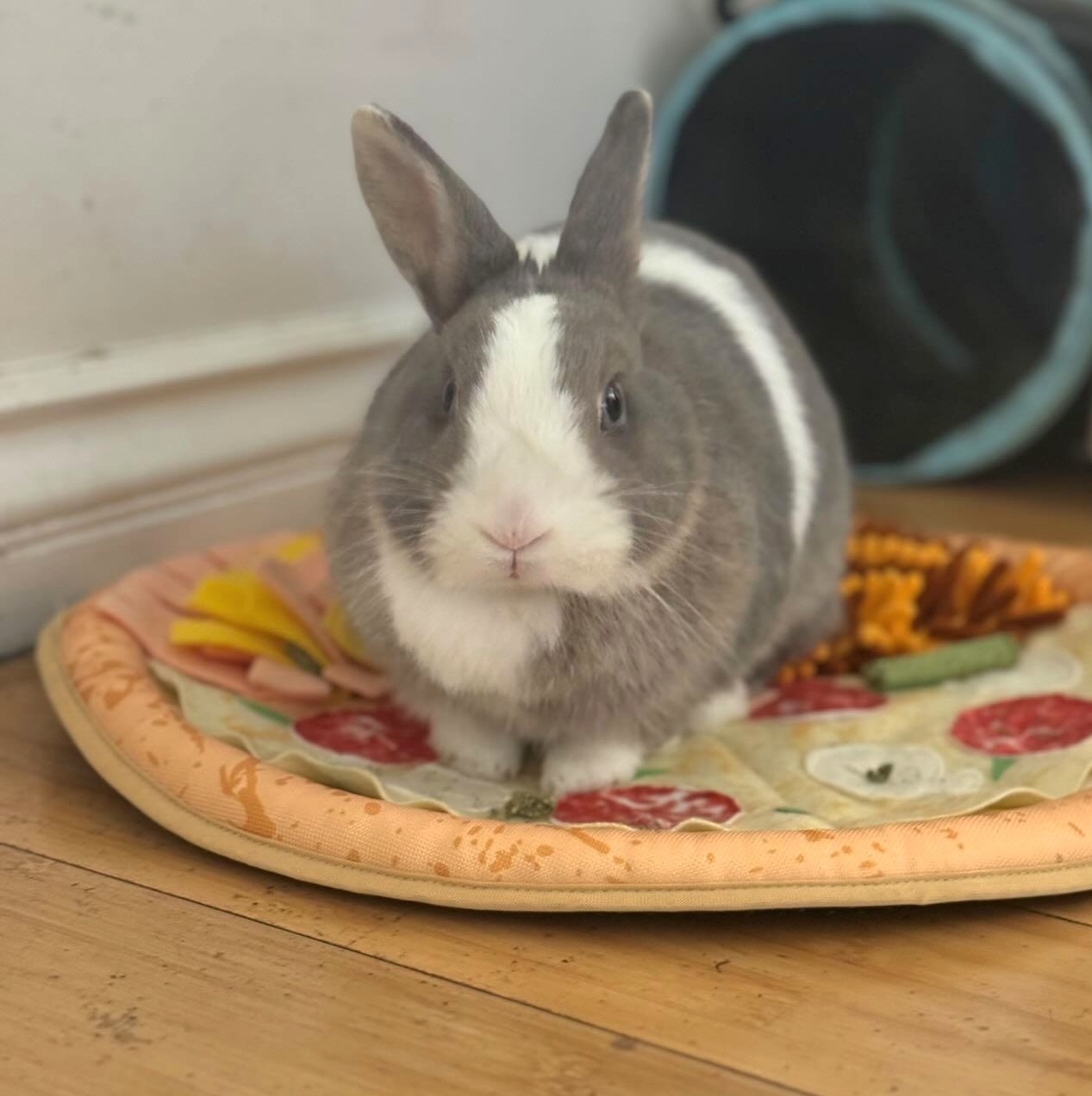 Rabbit for adoption - Basil, a Dwarf & Dutch Mix in Los Angeles, CA ...