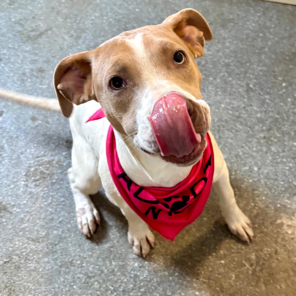 Fruti, Adoptable, Young Female Terrier & Mixed Breed.