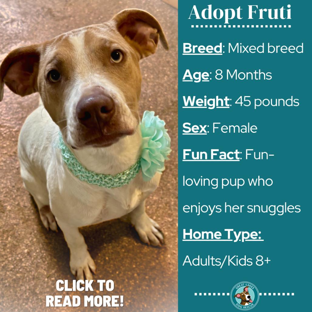 Enlarge Fruti, a Adoptable mixed breed in Metamora, MI image 2/6