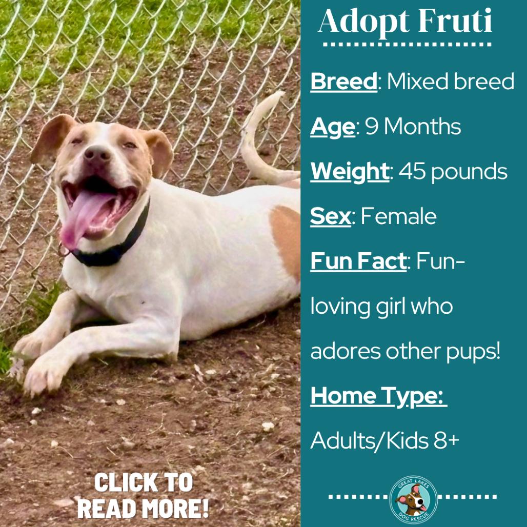 Fruti, a Adoptable mixed breed in Metamora, MI image 5/6