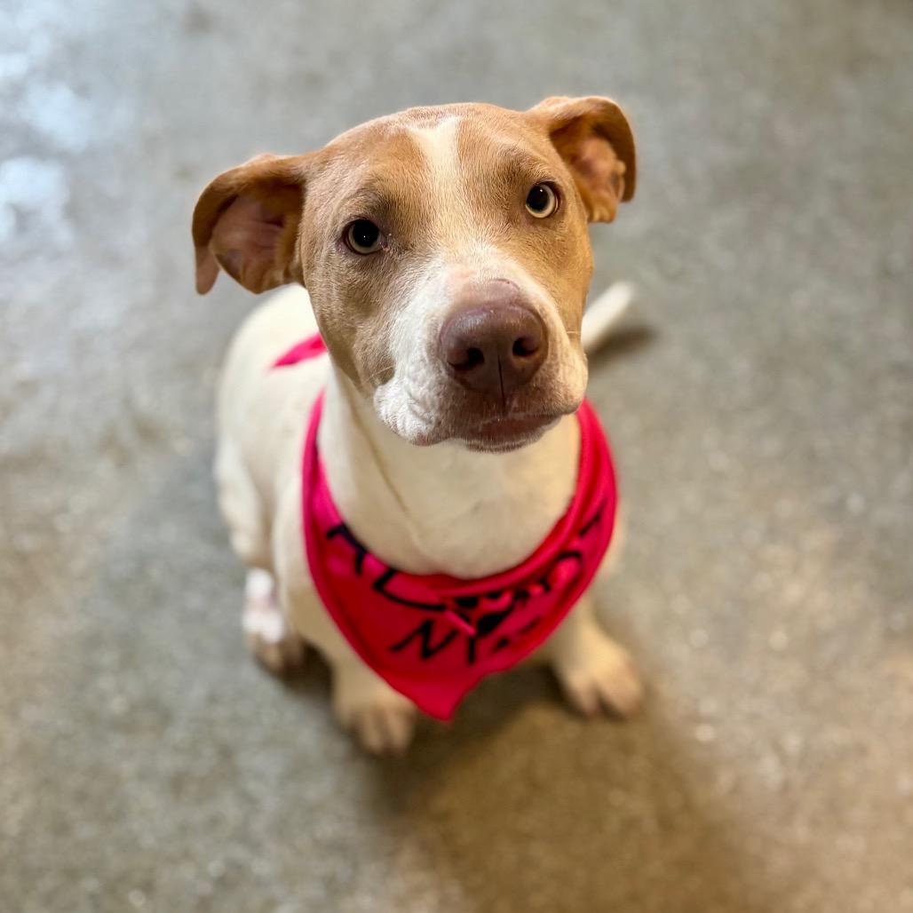 Enlarge Fruti, a Adoptable mixed breed in Metamora, MI image 6/6