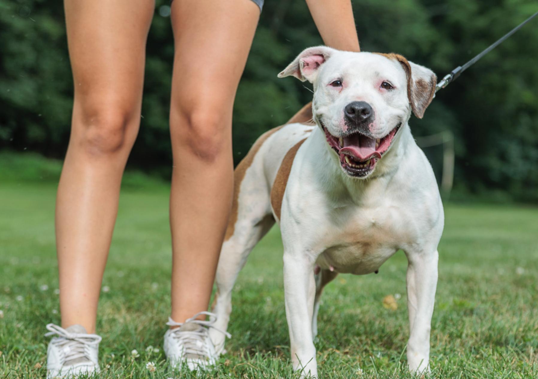 Enlarge Tulip, a Adoptable Staffordshire Bull Terrier in Chester Springs, PA image 1/1