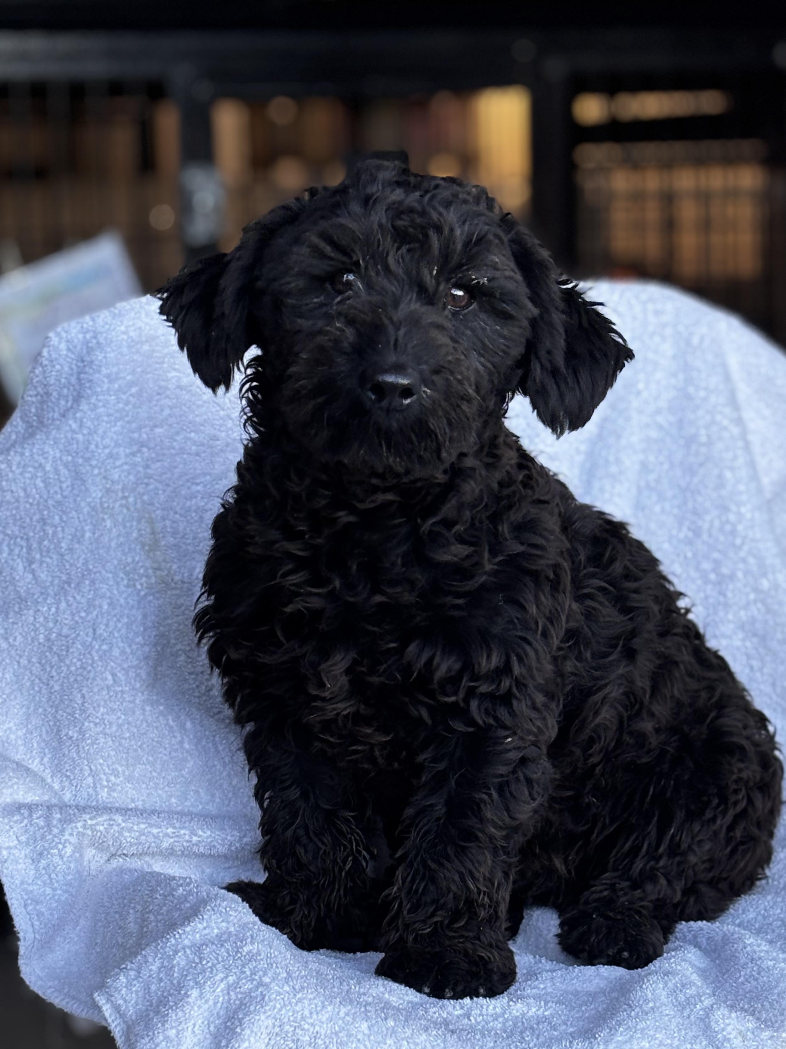 Enlarge Nathan, a Adopted mixed breed in Helendale, CA image 1/2