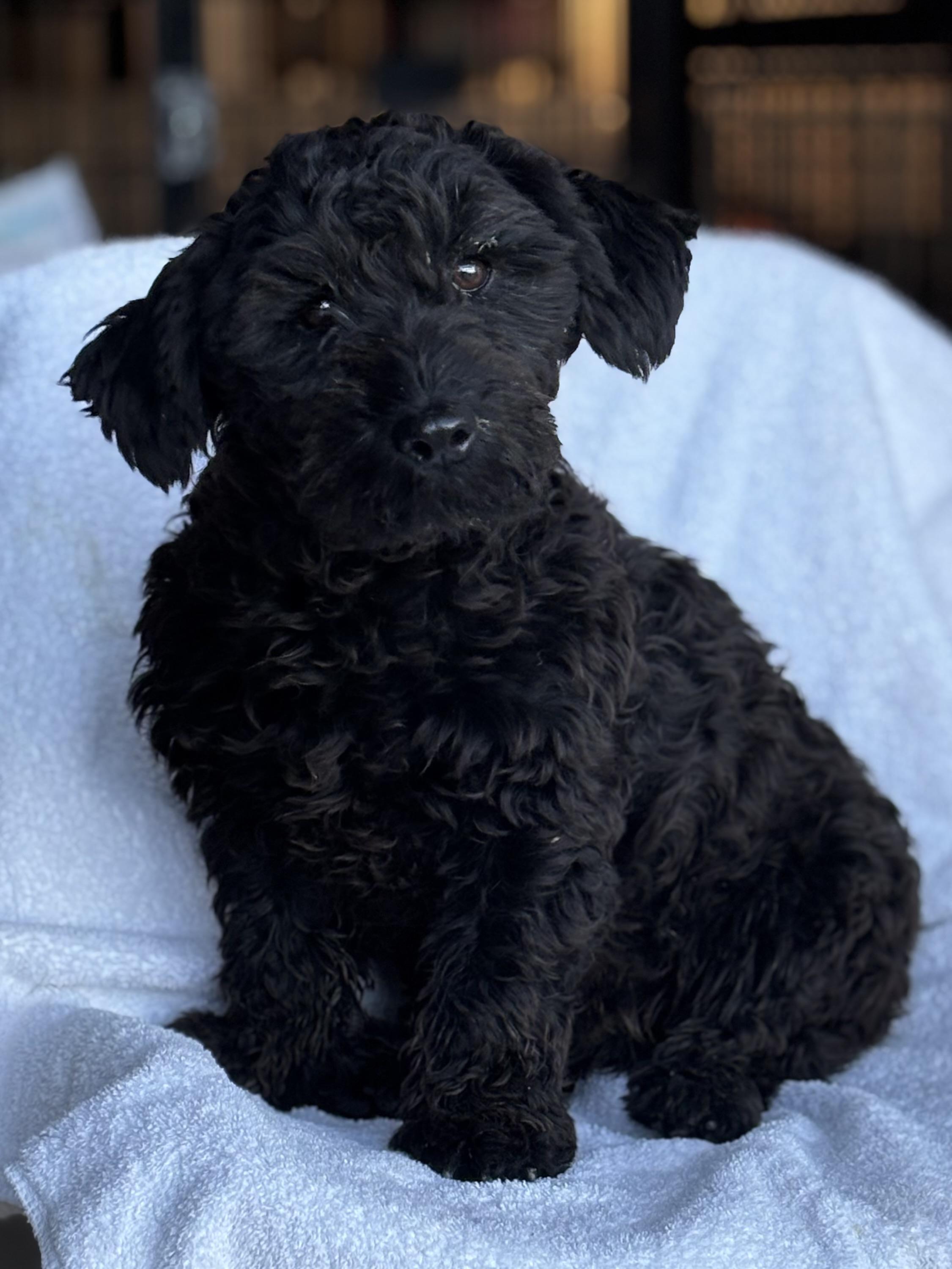 Enlarge Nathan, a Adopted mixed breed in Helendale, CA image 2/2