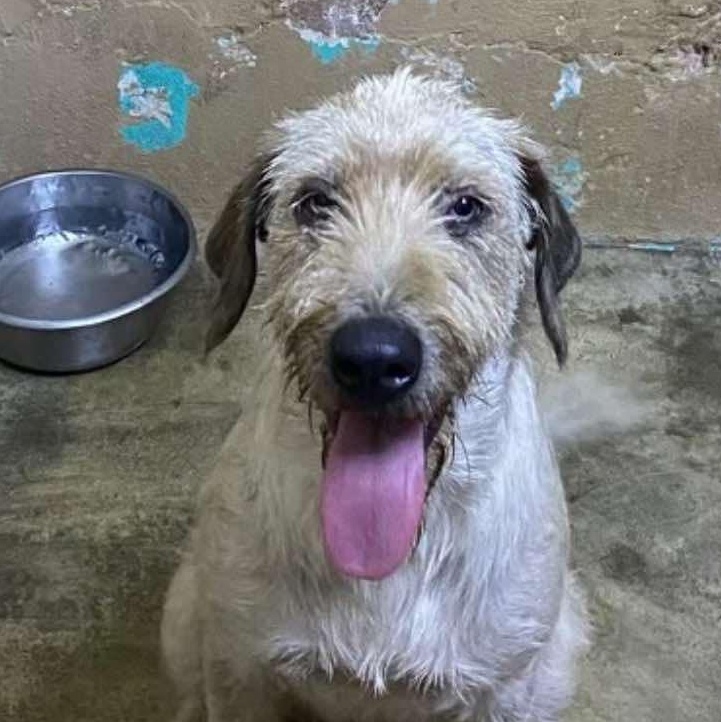 Enlarge Samson, a Adopted mixed breed in Warren, NJ image 1/1