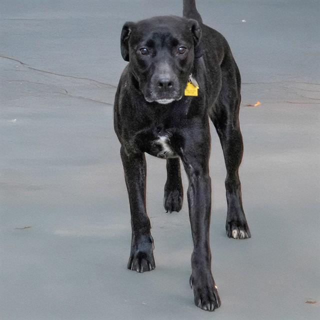 DUCHESS, Adoptable, Adult Female Labrador Retriever & Pit Bull Terrier.