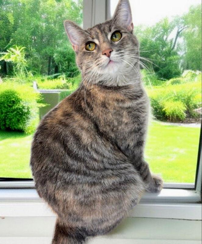 TT !!Sponsored Adoption Fee!!, a Adoptable Torbie in Knoxville, TN image 1/3