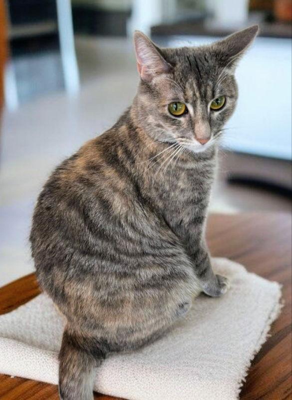 TT !!Sponsored Adoption Fee!!, a Adoptable Torbie in Knoxville, TN image 3/3