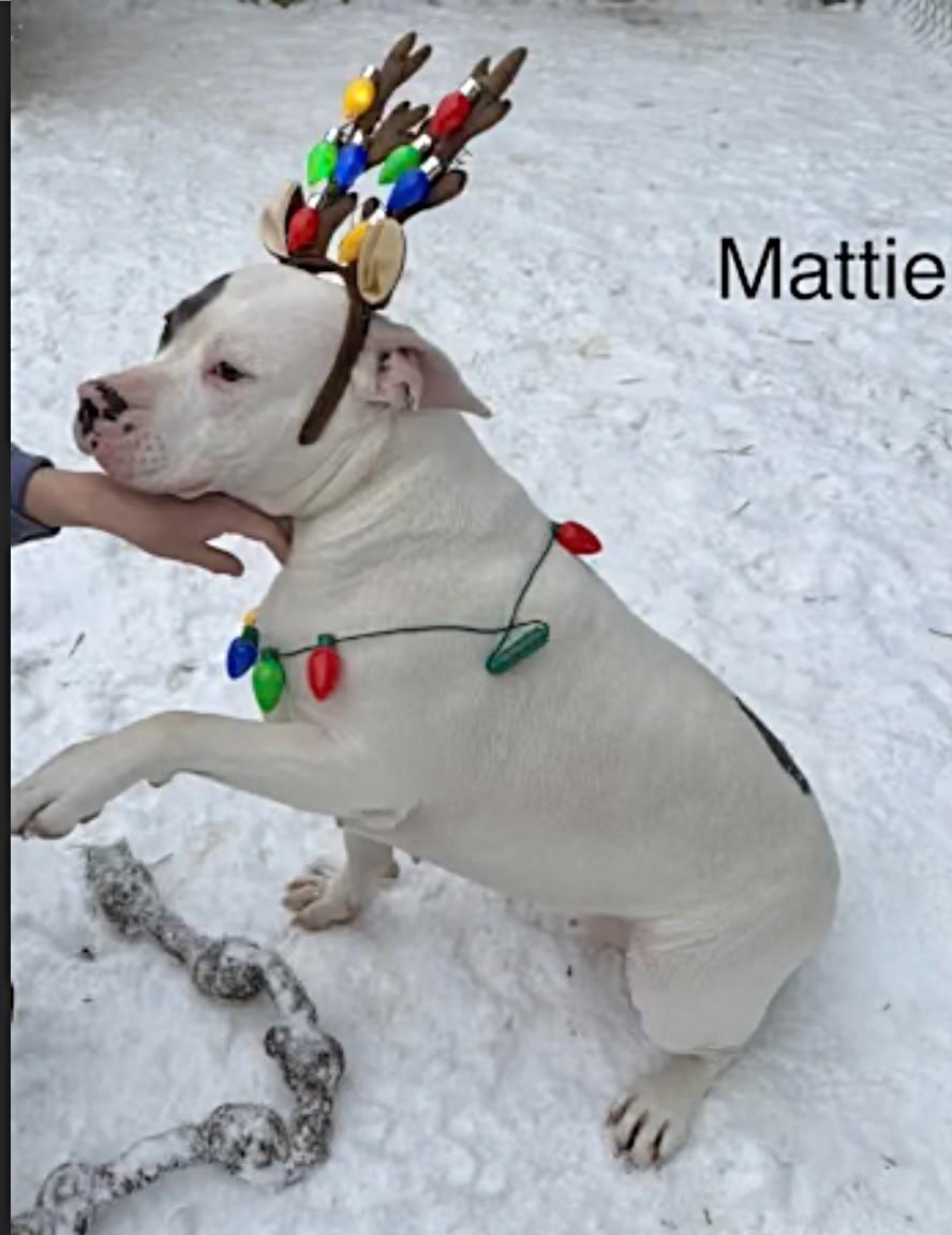 Mattie - COURTESY POST, ADOPTABLE, Adult Female American Bulldog.