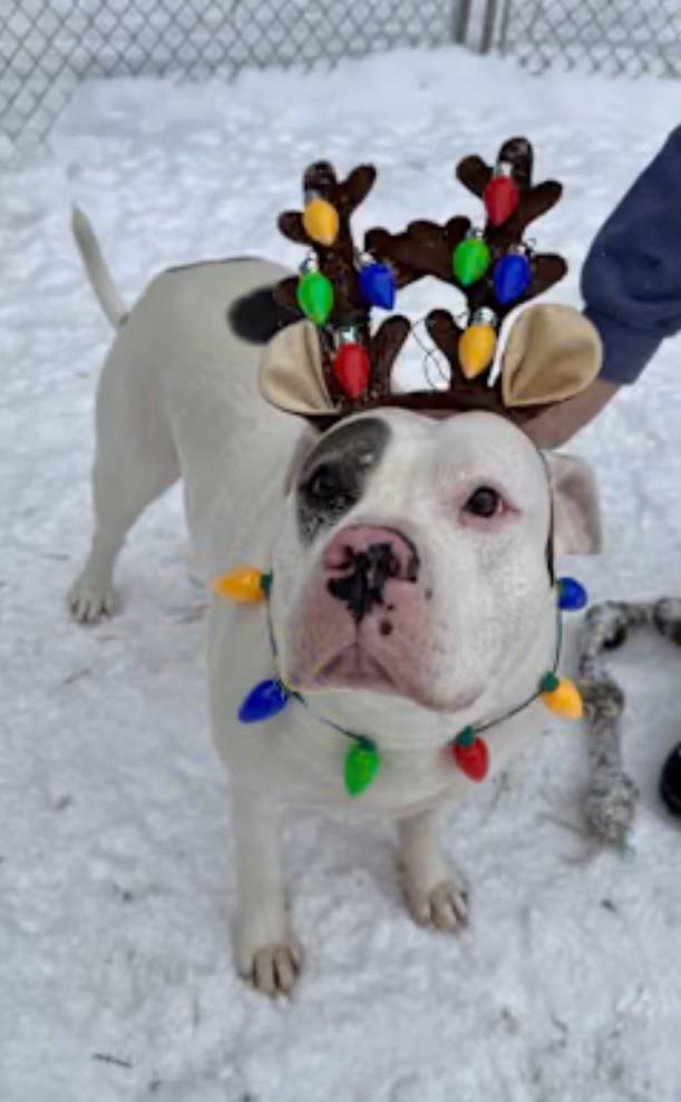 Mattie - COURTESY POST, a ADOPTABLE American Bulldog in Bancroft, ON image 2/4