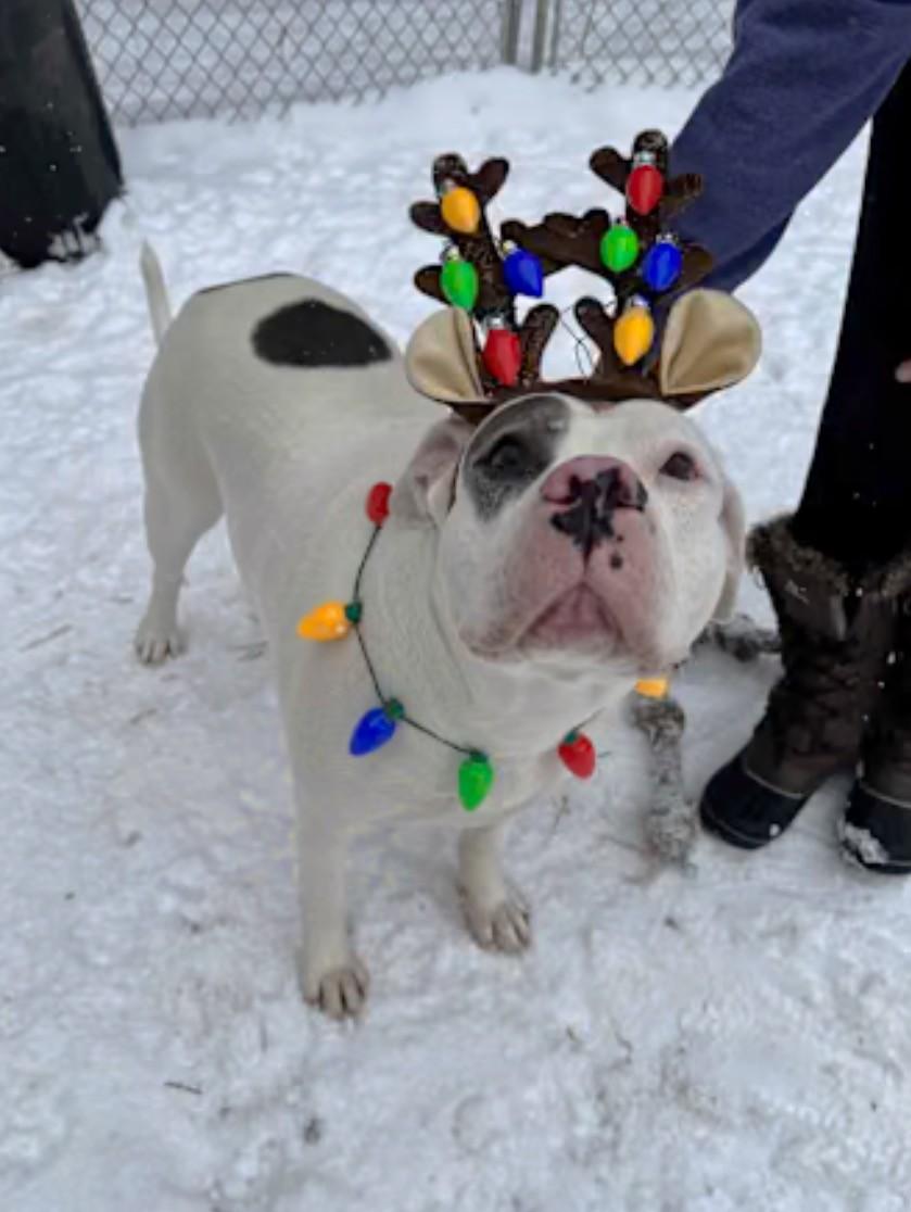 Mattie - COURTESY POST, a ADOPTABLE American Bulldog in Bancroft, ON image 3/4