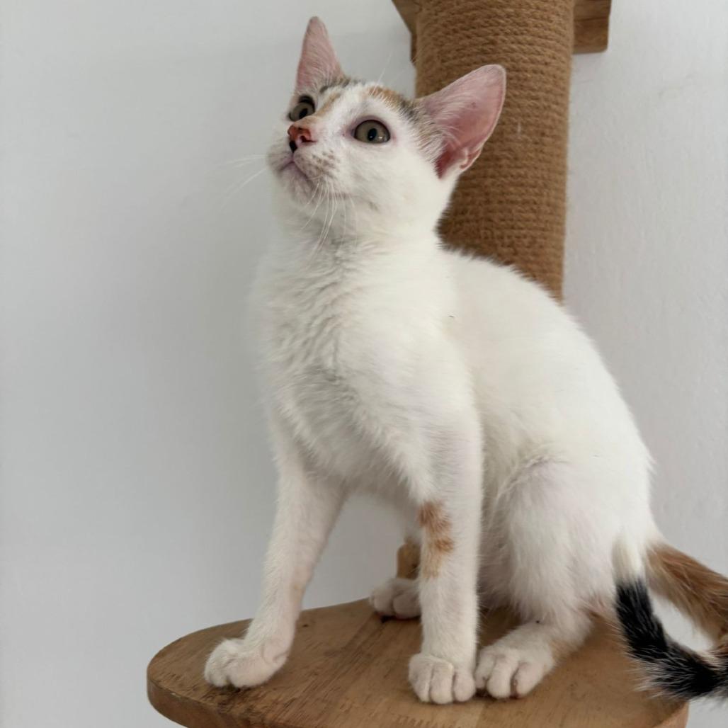 Snowball, Adoptable, Adult Female Domestic Short Hair.
