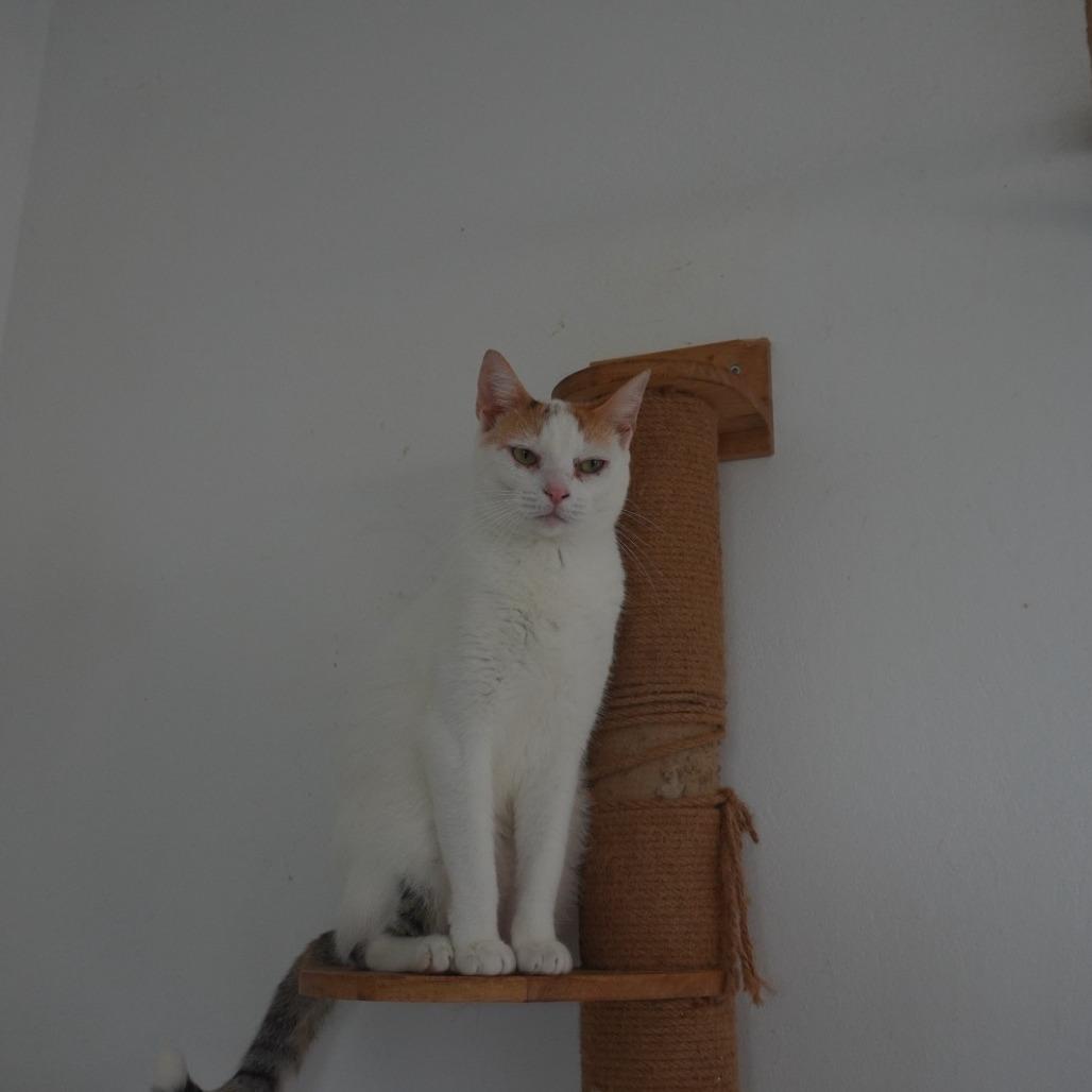 Enlarge Snowball, a Adoptable Domestic Short Hair in San Juan, PR image 2/2