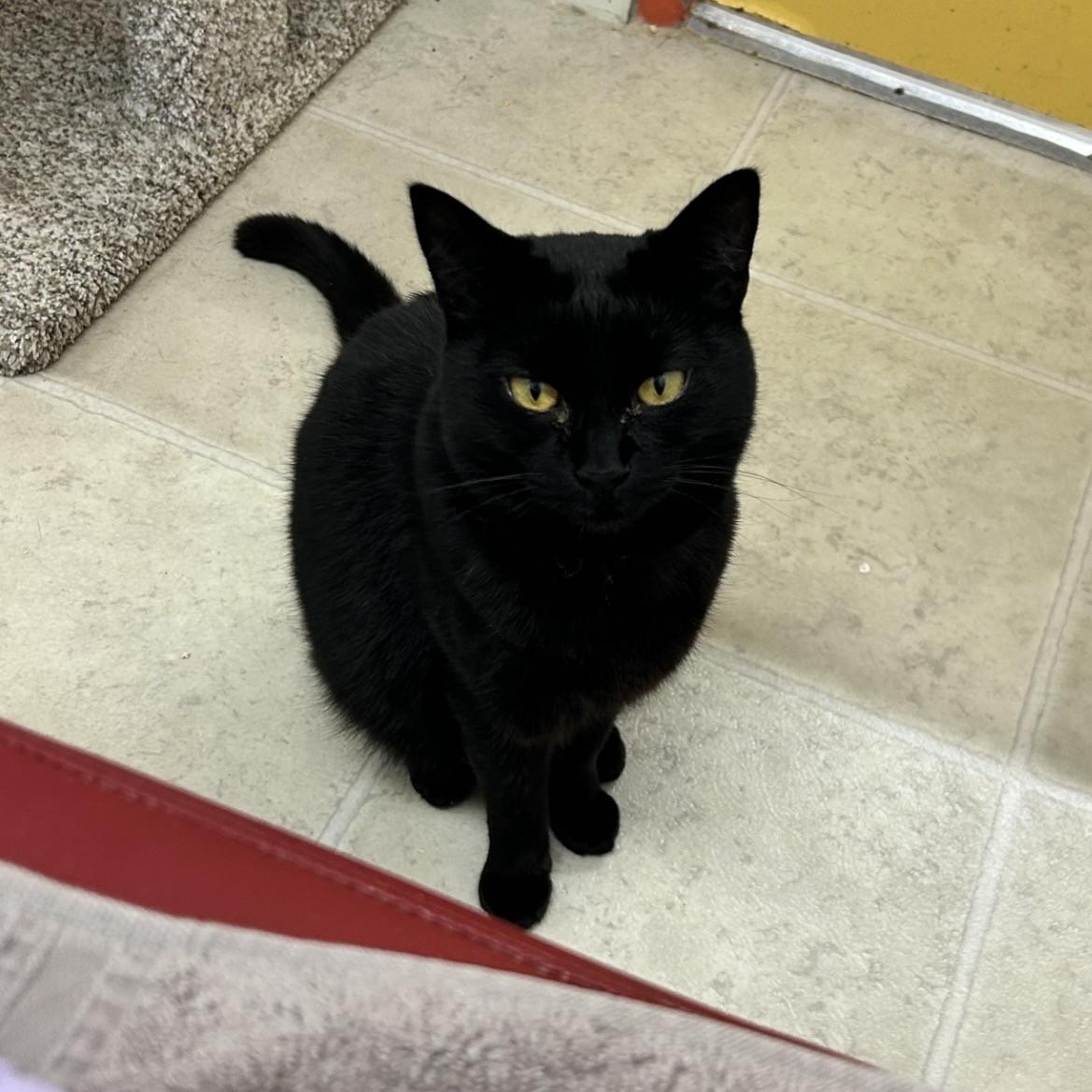 Katara (Bonded with Aang), an adoptable Domestic Short Hair in Maple Ridge, BC image 3/5