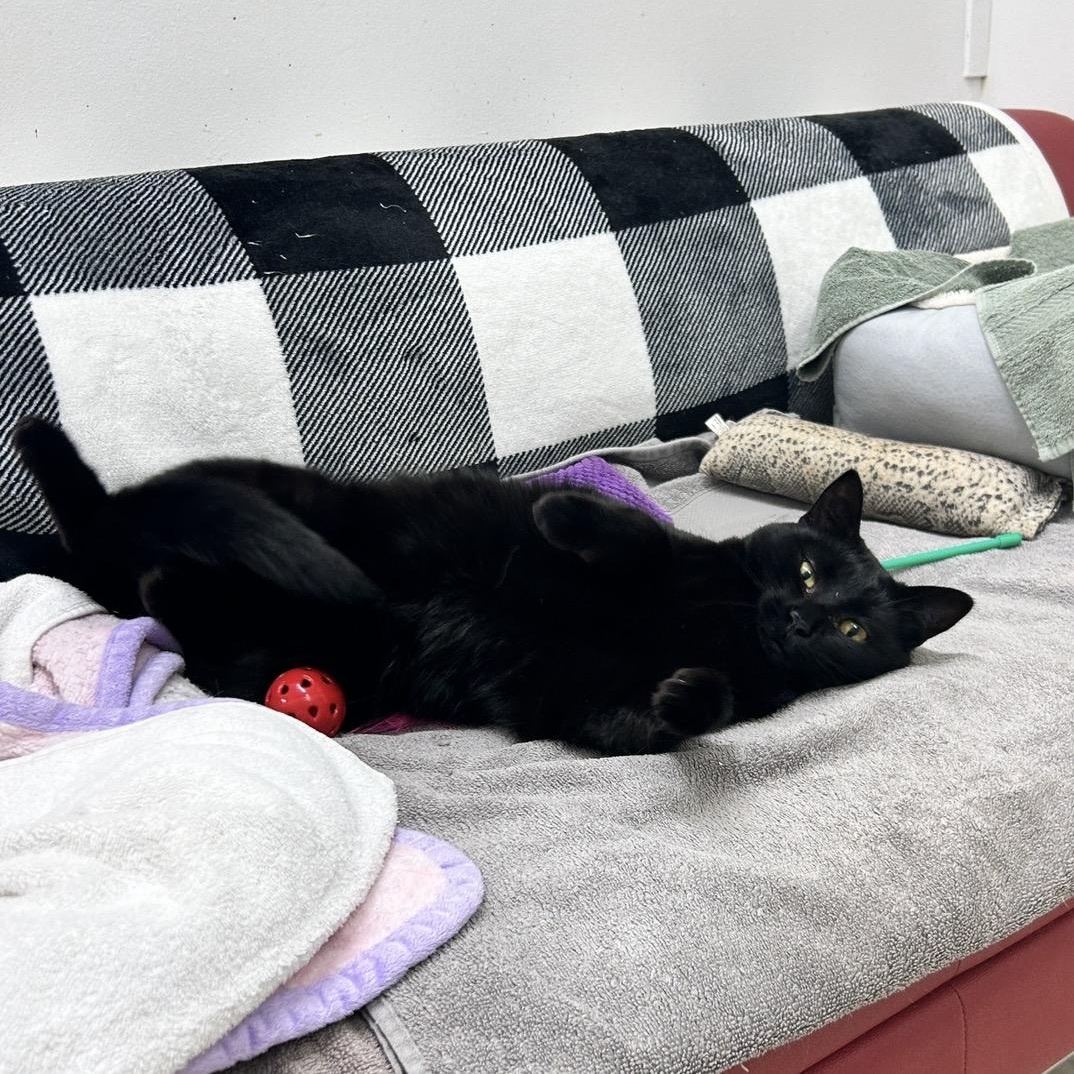Katara (Bonded with Aang), an adoptable Domestic Short Hair in Maple Ridge, BC image 4/5