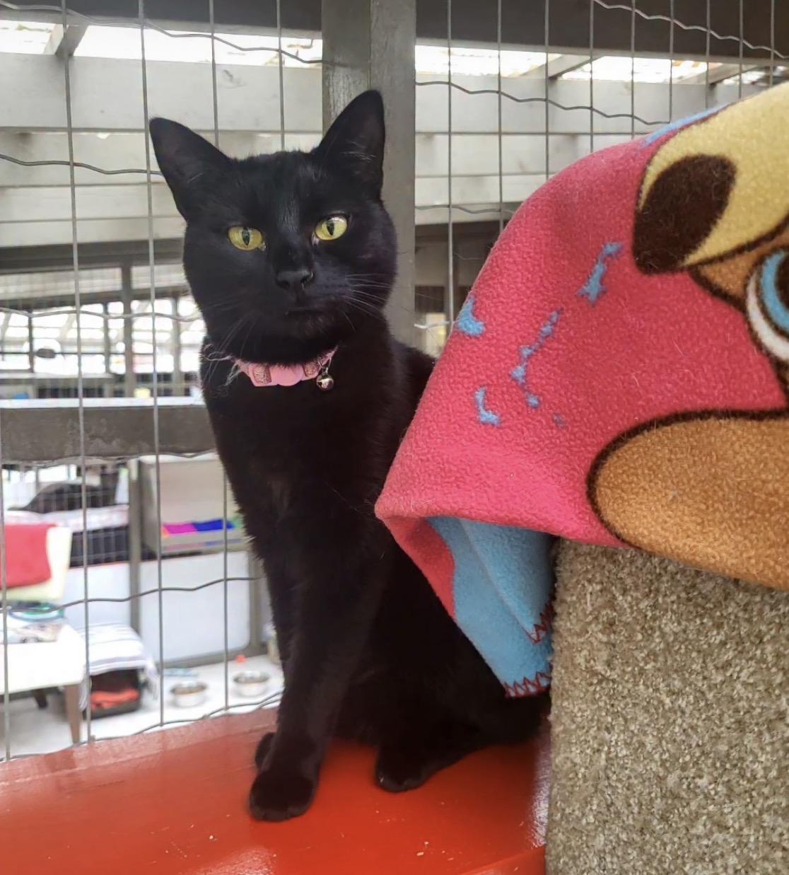 Katara (Bonded with Aang), adoptable, Young Female Domestic Short Hair.