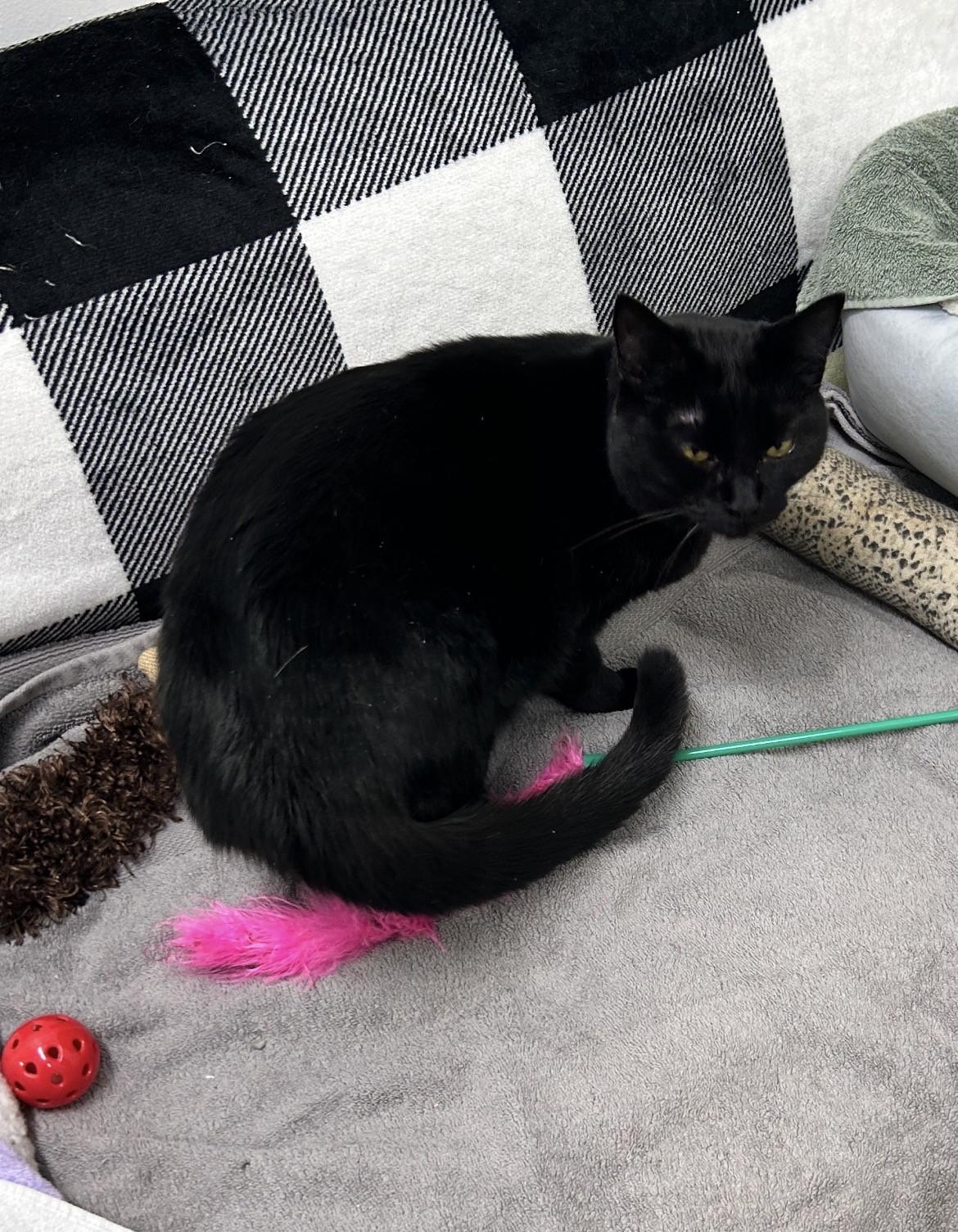 Katara (Bonded with Aang), an adoptable Domestic Short Hair in Maple Ridge, BC image 5/5