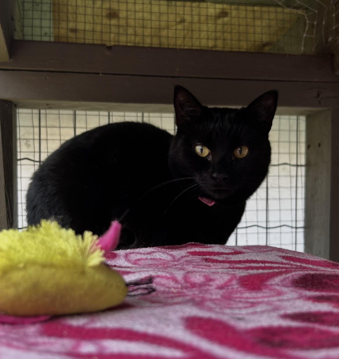 Katara (Bonded with Aang), an adoptable Domestic Short Hair in Maple Ridge, BC image 2/5