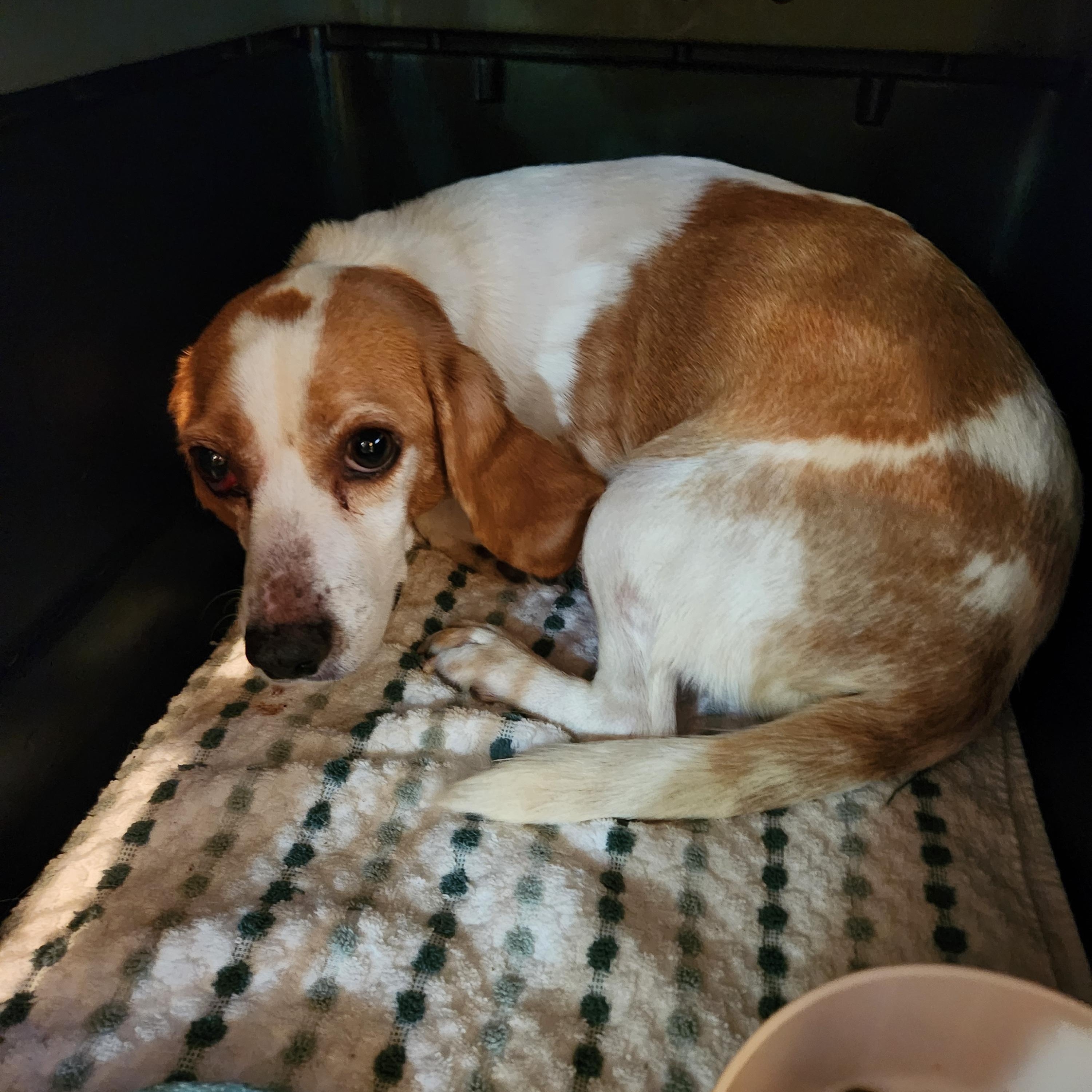 Enlarge HEIDI, an adopted Beagle in Troutman, NC image 3/4