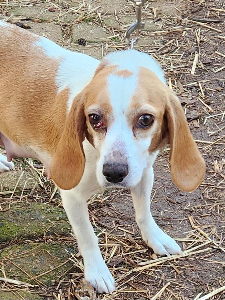 Enlarge HEIDI, an adopted Beagle in Troutman, NC image 2/4