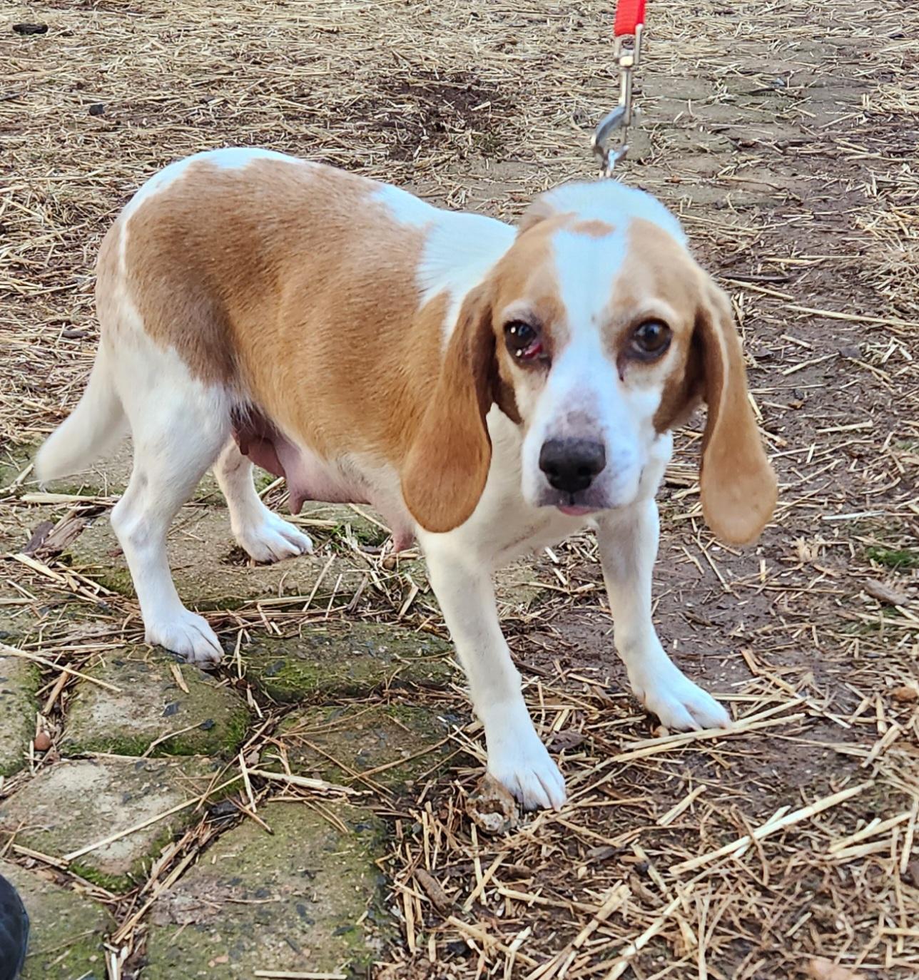 Enlarge HEIDI, an adopted Beagle in Troutman, NC image 1/4