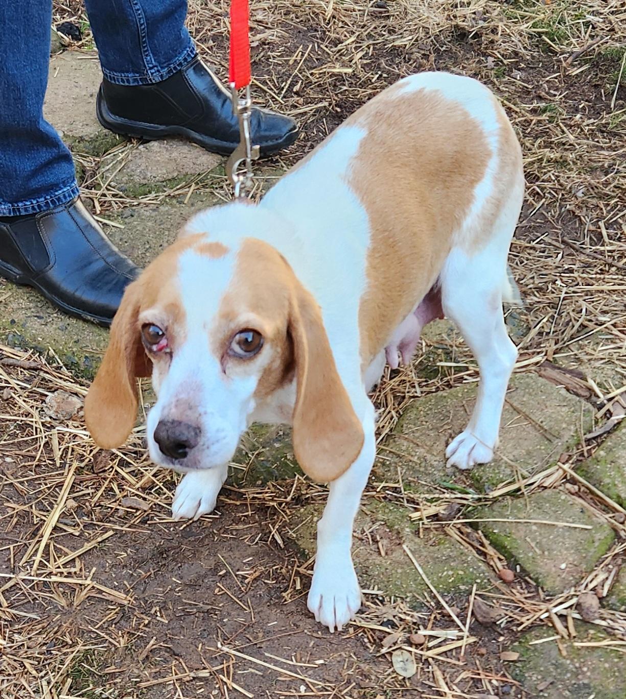 Enlarge HEIDI, an adopted Beagle in Troutman, NC image 4/4
