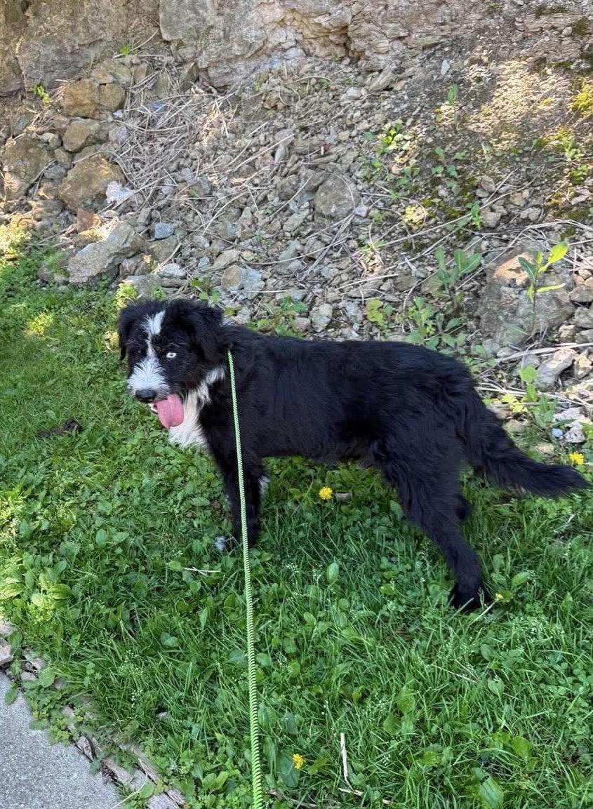 Enlarge Seneca, a ADOPTABLE mixed breed in St. Clairsville, OH image 2/4