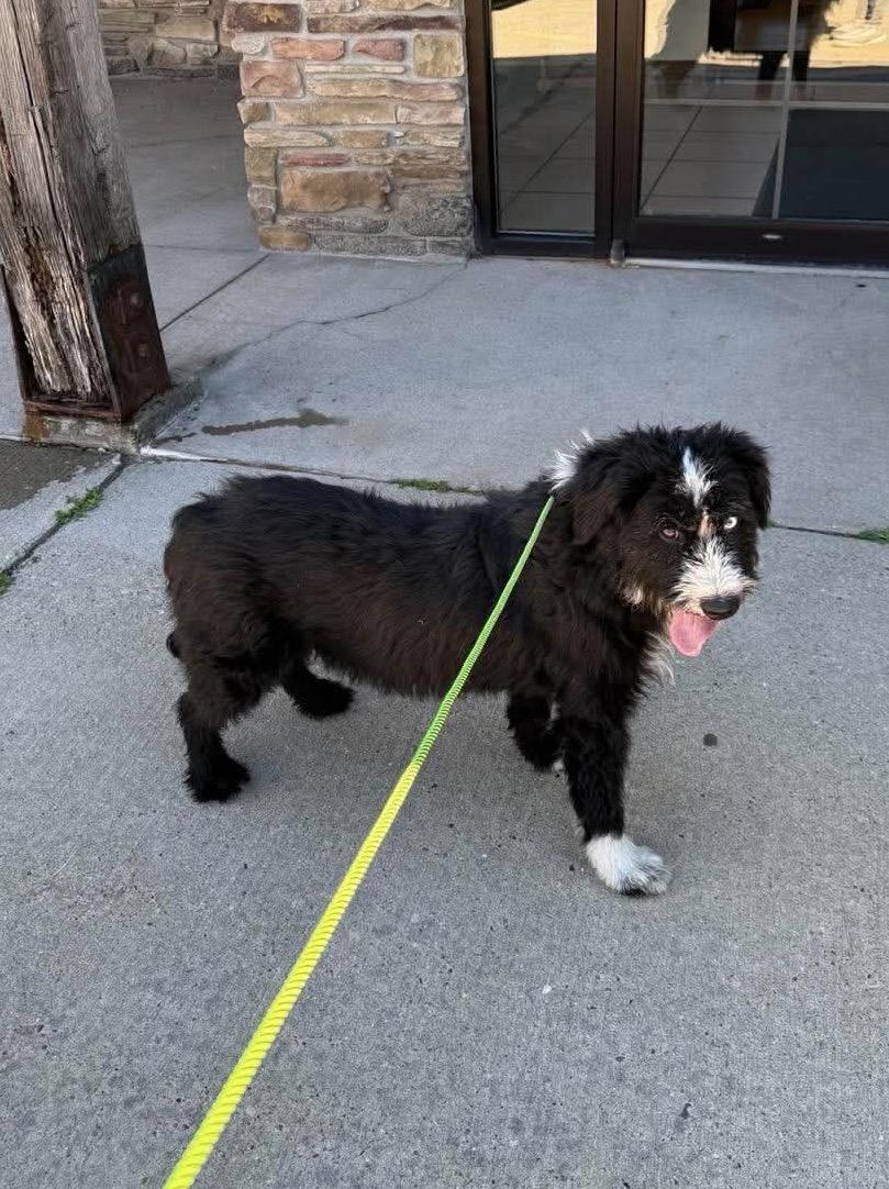 Enlarge Seneca, a ADOPTABLE mixed breed in St. Clairsville, OH image 4/4