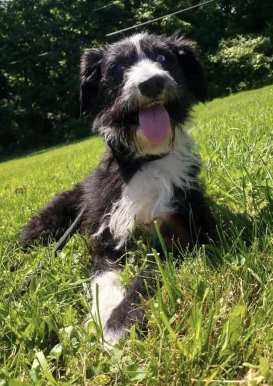 Enlarge Seneca, a ADOPTABLE mixed breed in St. Clairsville, OH image 1/4