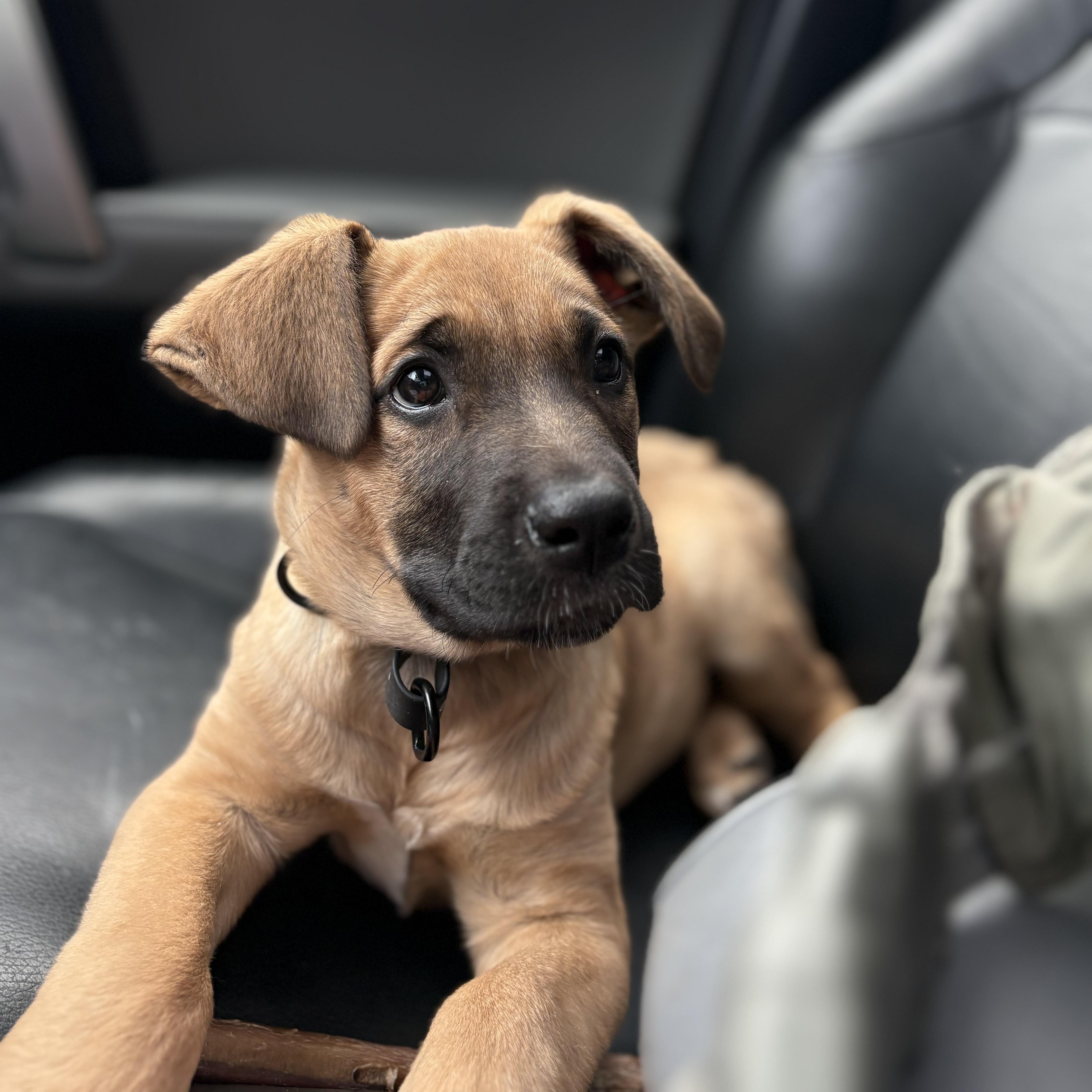Elvira, an adoptable Labrador Retriever, Shepherd in Winnipeg, MB, R2C 1P2 | Photo Image 6