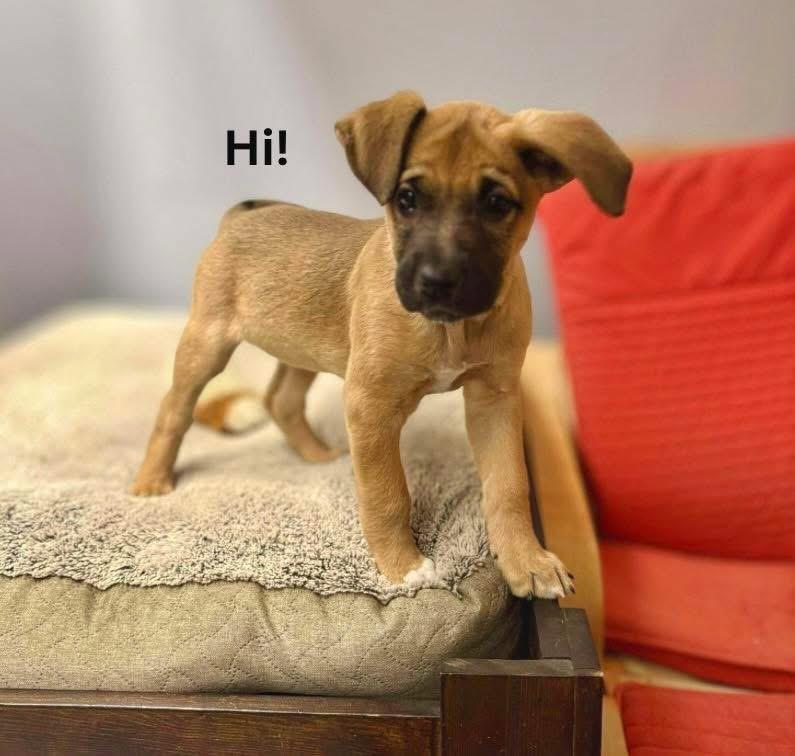 Elvira, an adoptable Labrador Retriever, Shepherd in Winnipeg, MB, R2C 1P2 | Photo Image 5