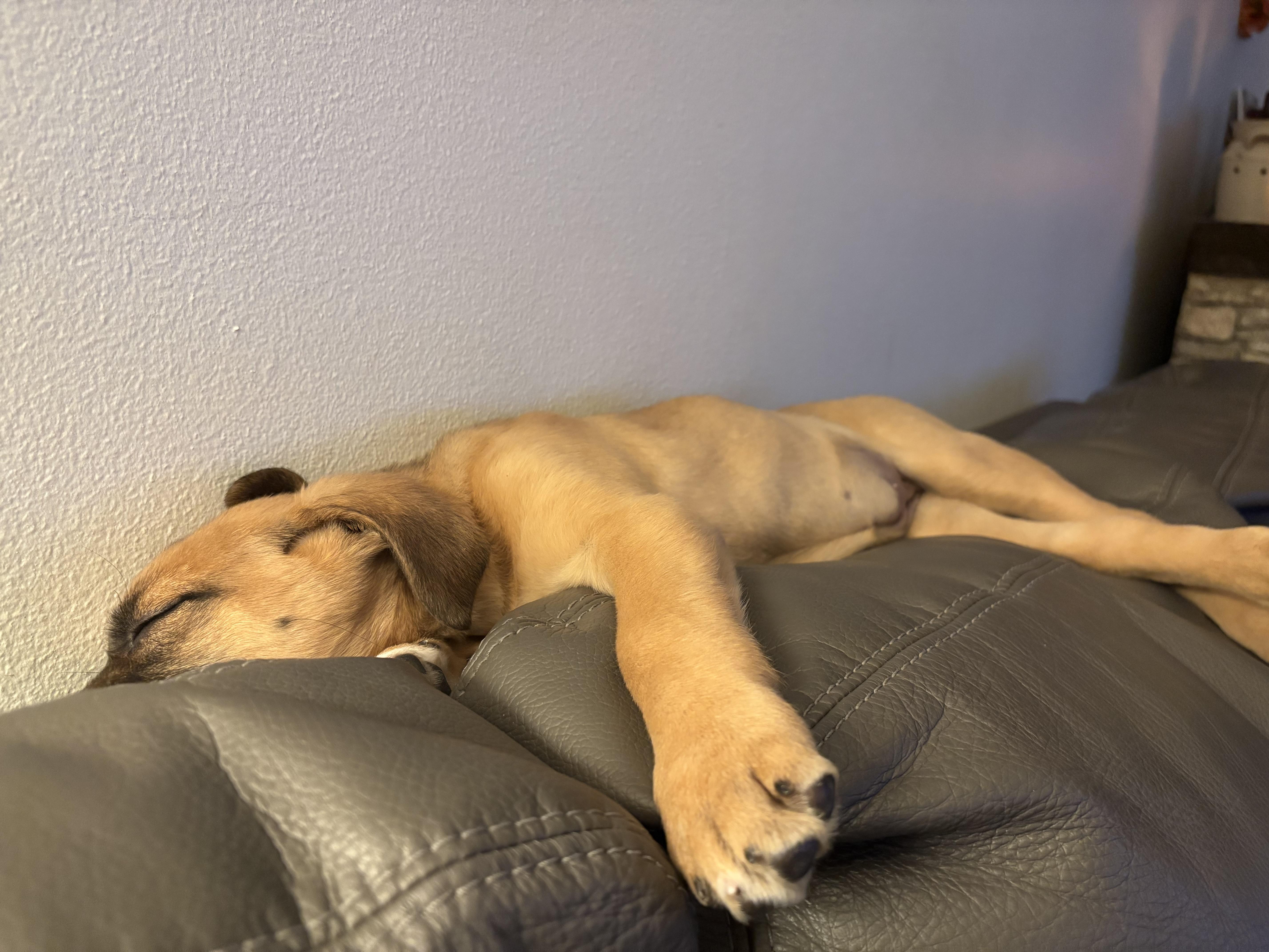 Elvira, an adoptable Labrador Retriever, Shepherd in Winnipeg, MB, R2C 1P2 | Photo Image 4