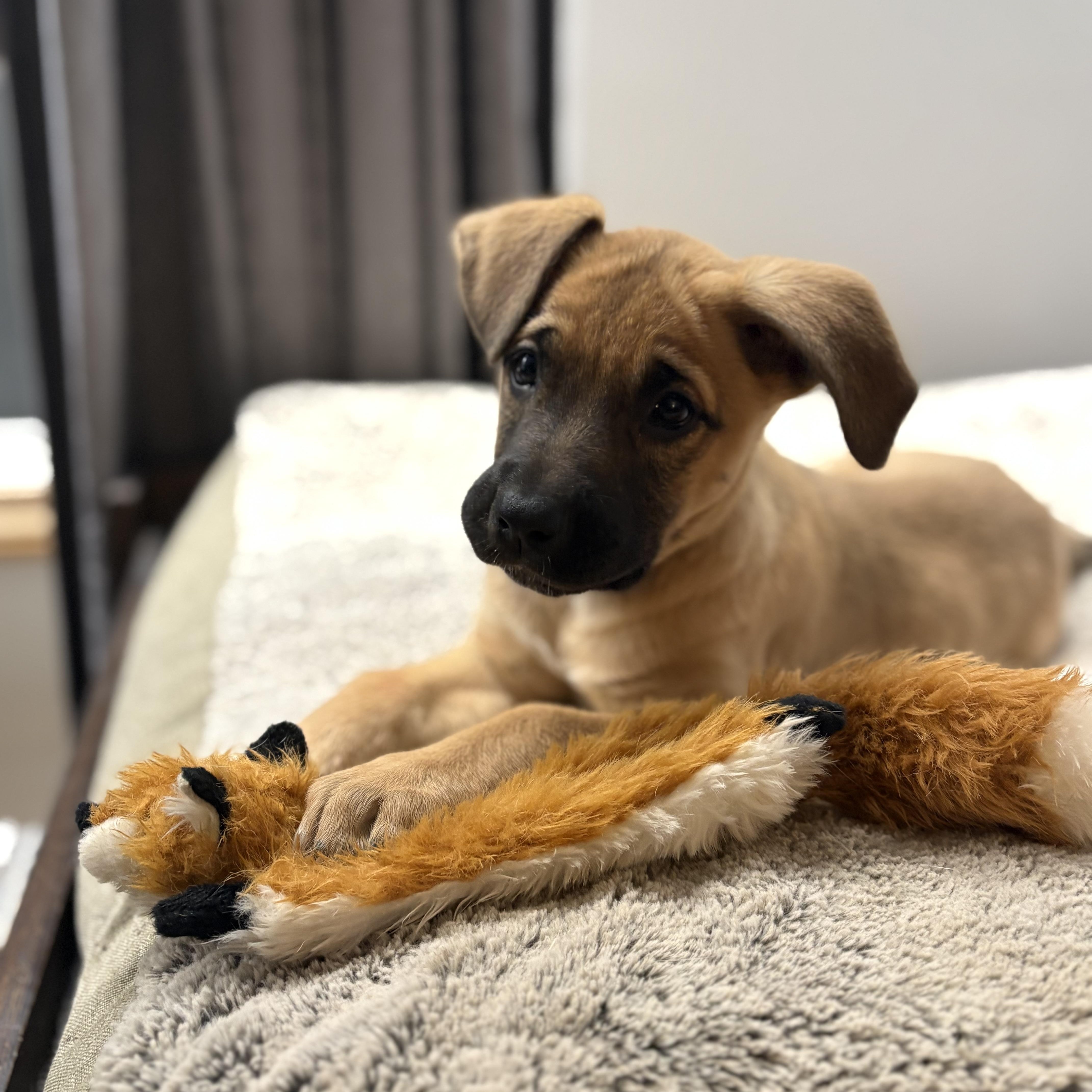 Elvira, an adoptable Labrador Retriever, Shepherd in Winnipeg, MB, R2C 1P2 | Photo Image 3
