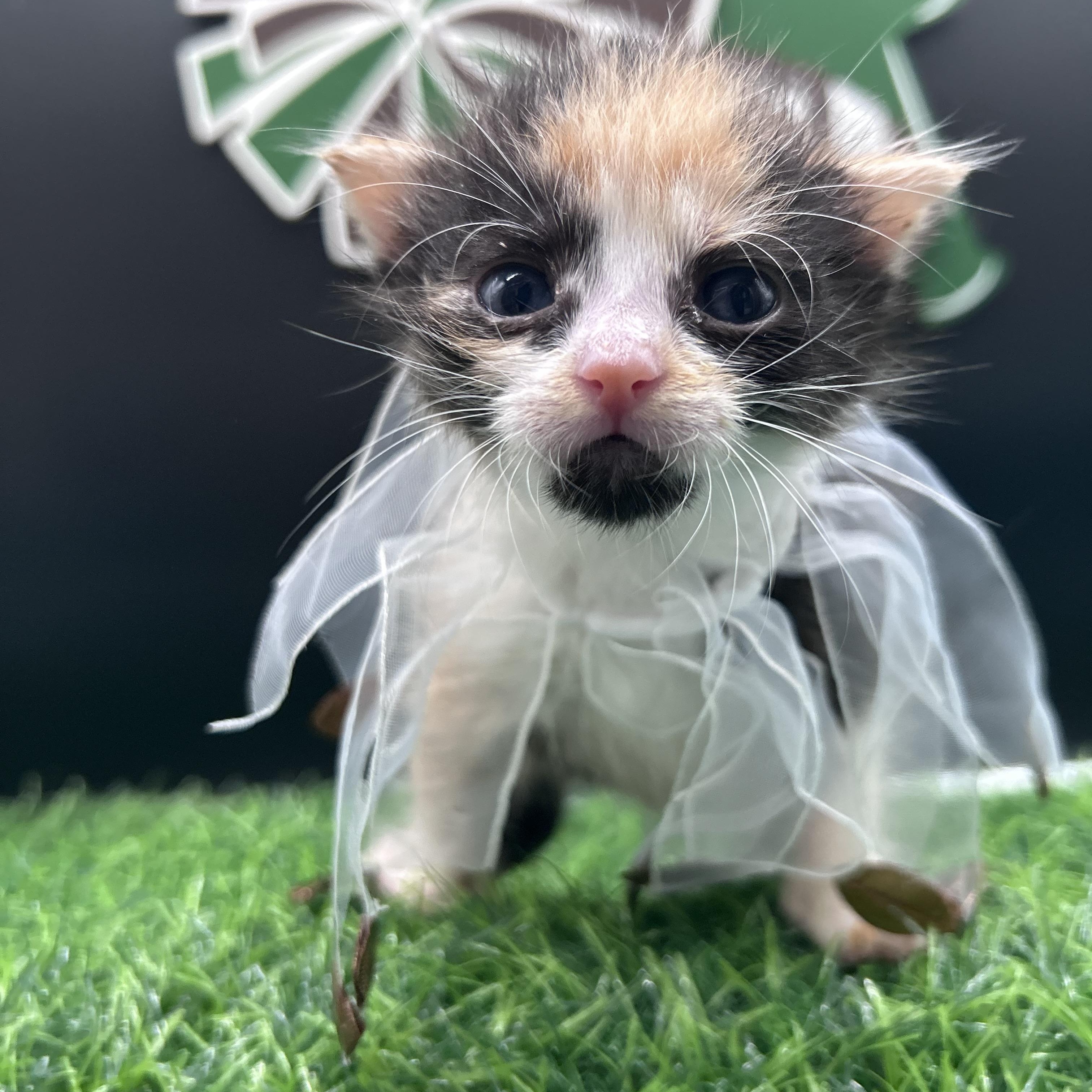 Enlarge Mochi, a ADOPTABLE Domestic Medium Hair in HUNTINGTON BEACH, CA image 6/6