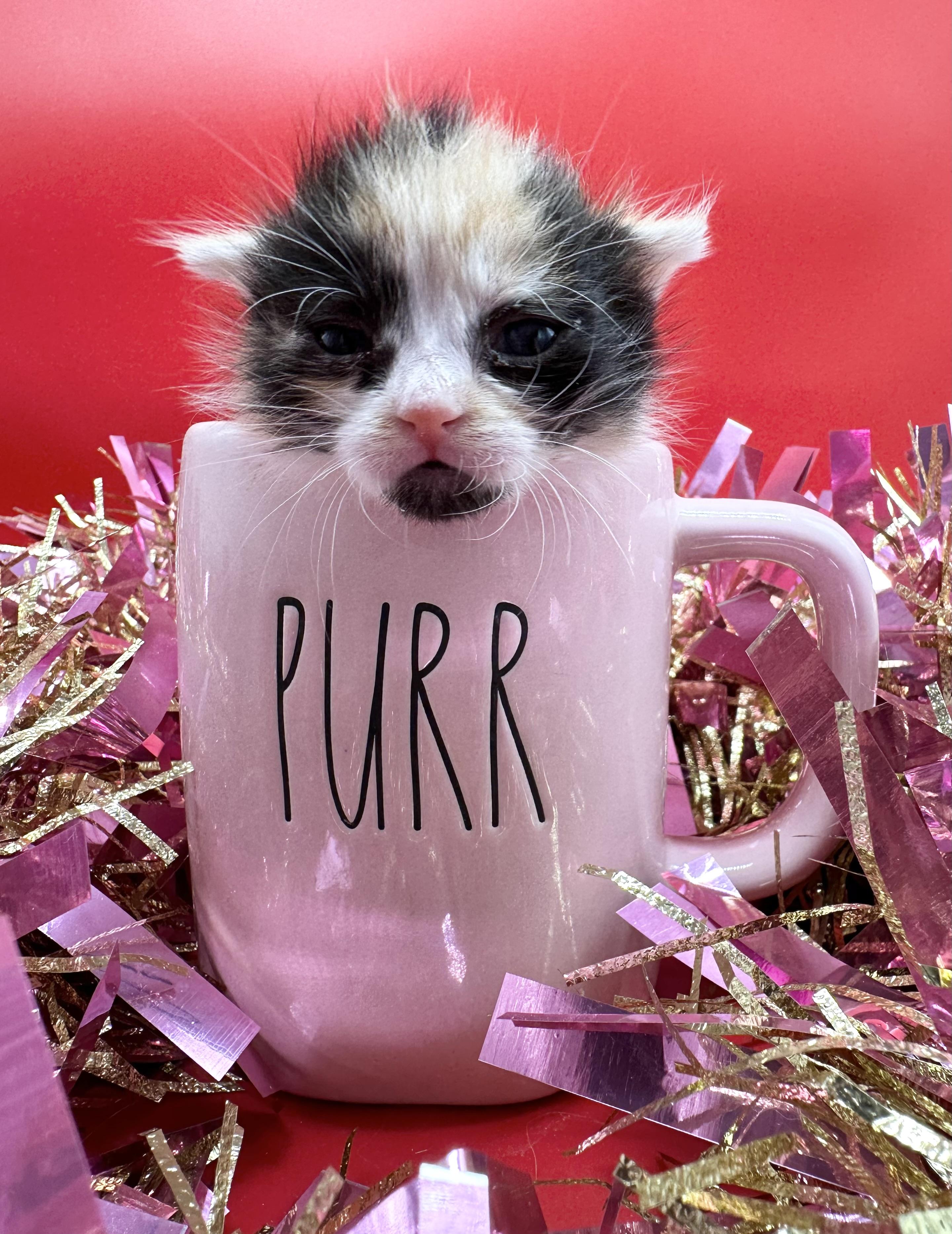 Enlarge Mochi, a ADOPTABLE Domestic Medium Hair in HUNTINGTON BEACH, CA image 5/6