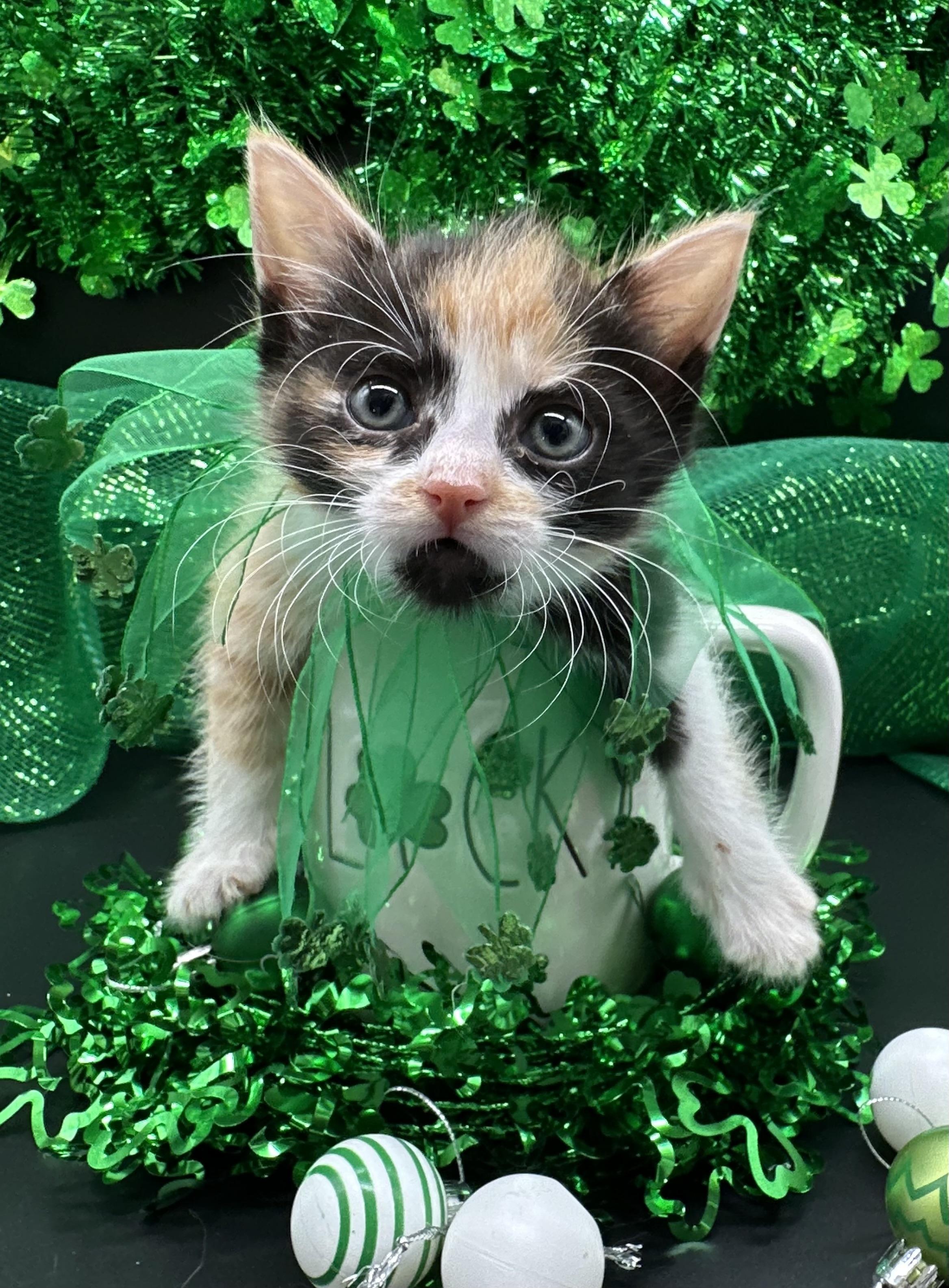 Enlarge Mochi, a ADOPTABLE Domestic Medium Hair in HUNTINGTON BEACH, CA image 4/6