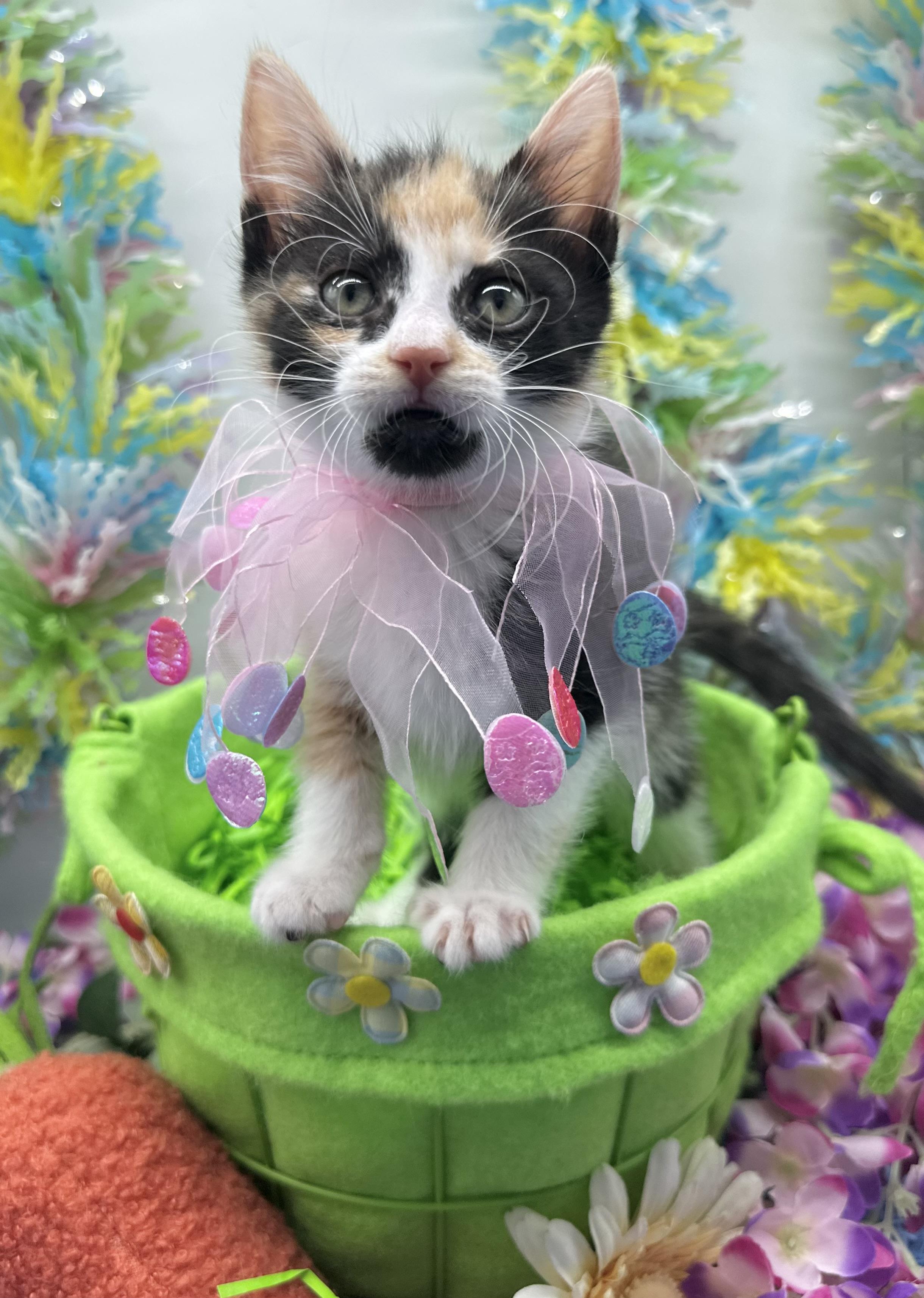 Enlarge Mochi, a ADOPTABLE Domestic Medium Hair in HUNTINGTON BEACH, CA image 1/6