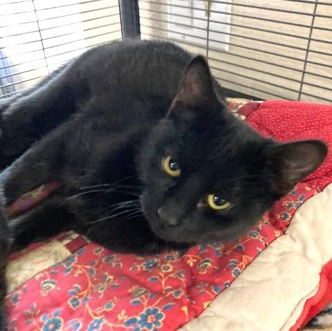 Celia, Adoptable, Kitten Female Domestic Short Hair.