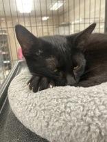 Celia, a Adoptable Domestic Short Hair in Long Beach, WA image 2/4