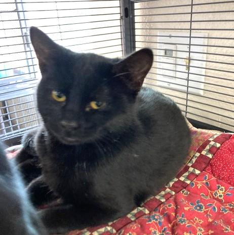 Celia, a Adoptable Domestic Short Hair in Long Beach, WA image 3/4