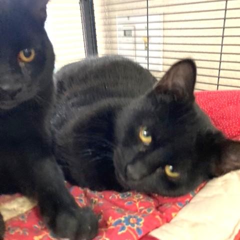 Celia, a Adoptable Domestic Short Hair in Long Beach, WA image 4/4