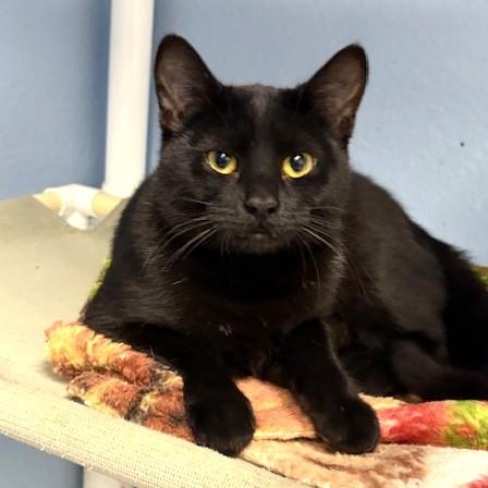 Enlarge Celia, an adoptable Domestic Short Hair in Long Beach, WA image 1/4