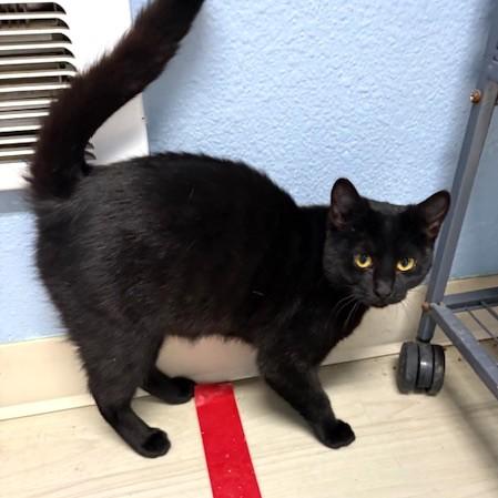 Enlarge Celia, an adoptable Domestic Short Hair in Long Beach, WA image 2/4
