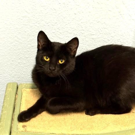 Enlarge Celia, an adoptable Domestic Short Hair in Long Beach, WA image 3/4