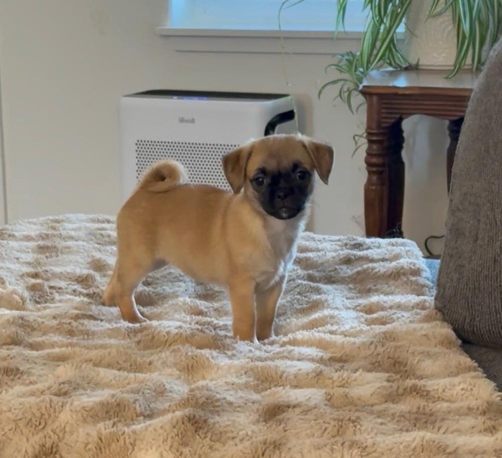 Enlarge Starla's puppies, a Adoptable mixed breed in Bend, OR image 1/5