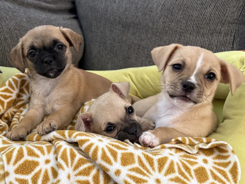 Enlarge Starla's puppies, a Adoptable mixed breed in Bend, OR image 2/5
